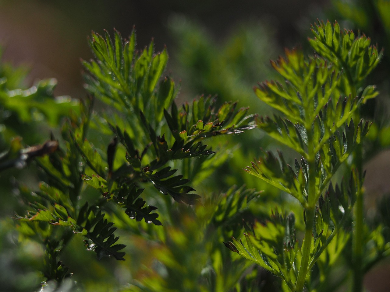 Wie kann man nachhaltig und trotzdem günstig kochen?